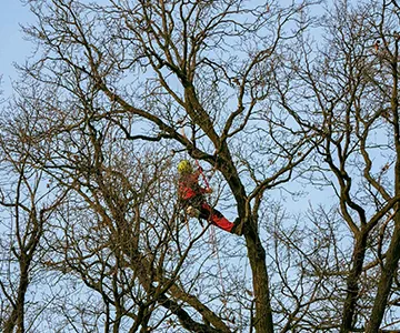 Tree Services